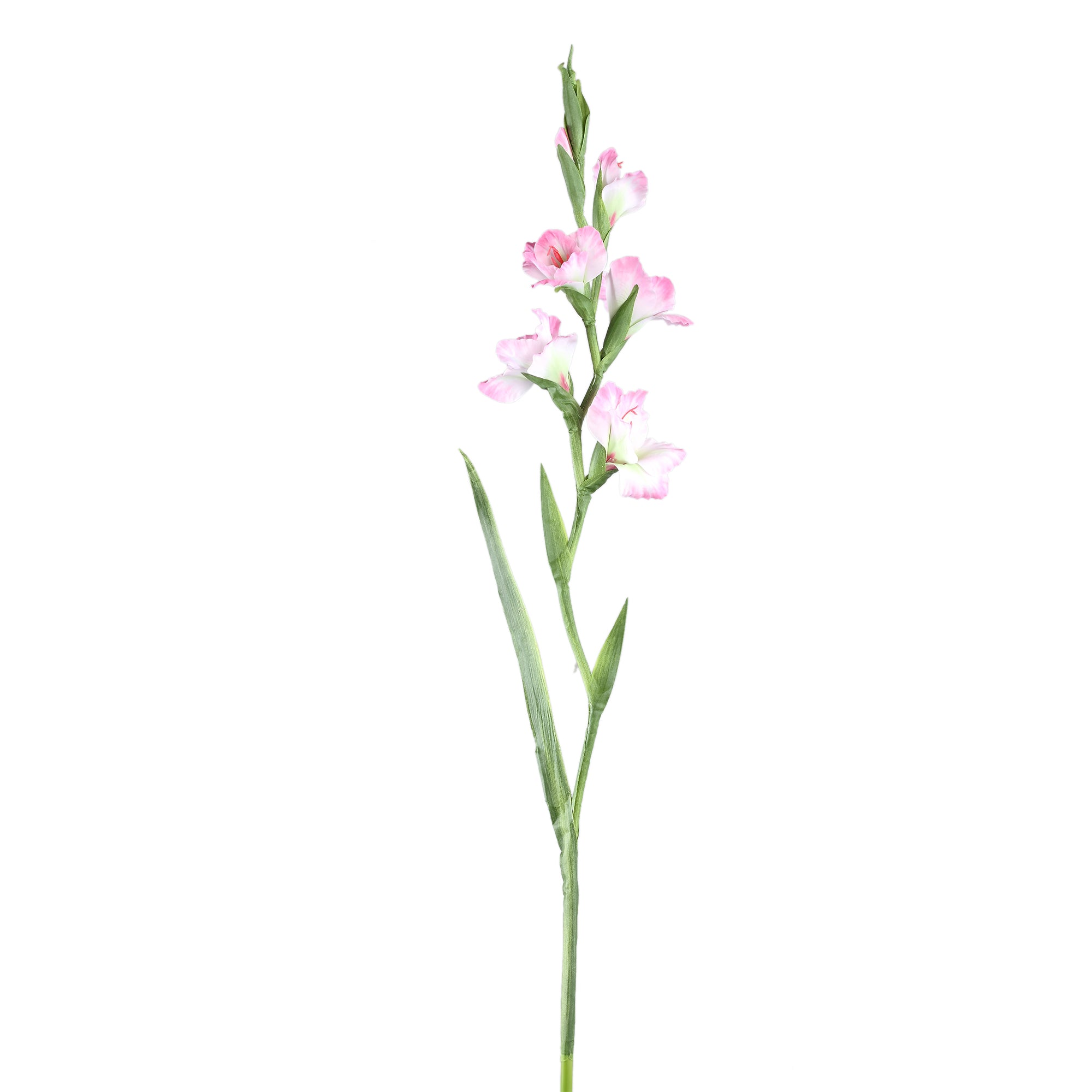 Garden Flower Light Pink Gladiolus With Leaves PTMD