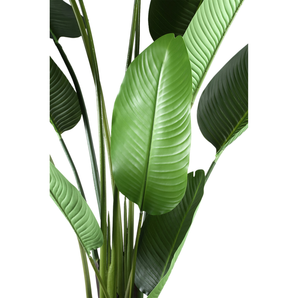 Leaves Plant Green PE Real Touch Strelitzia L 110x63x235cm PTMD