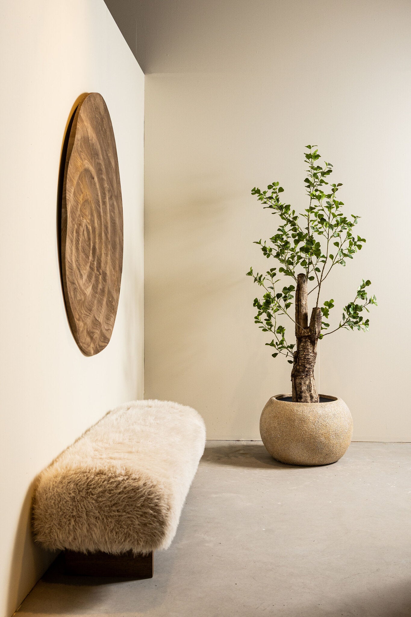 Tree Green Triangularis Tree In Pot 80x80x180cm PTMD