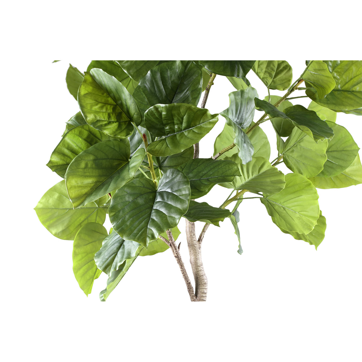 Grüner Ficus-Baum in Topf L 118x 85x183cm PTMD