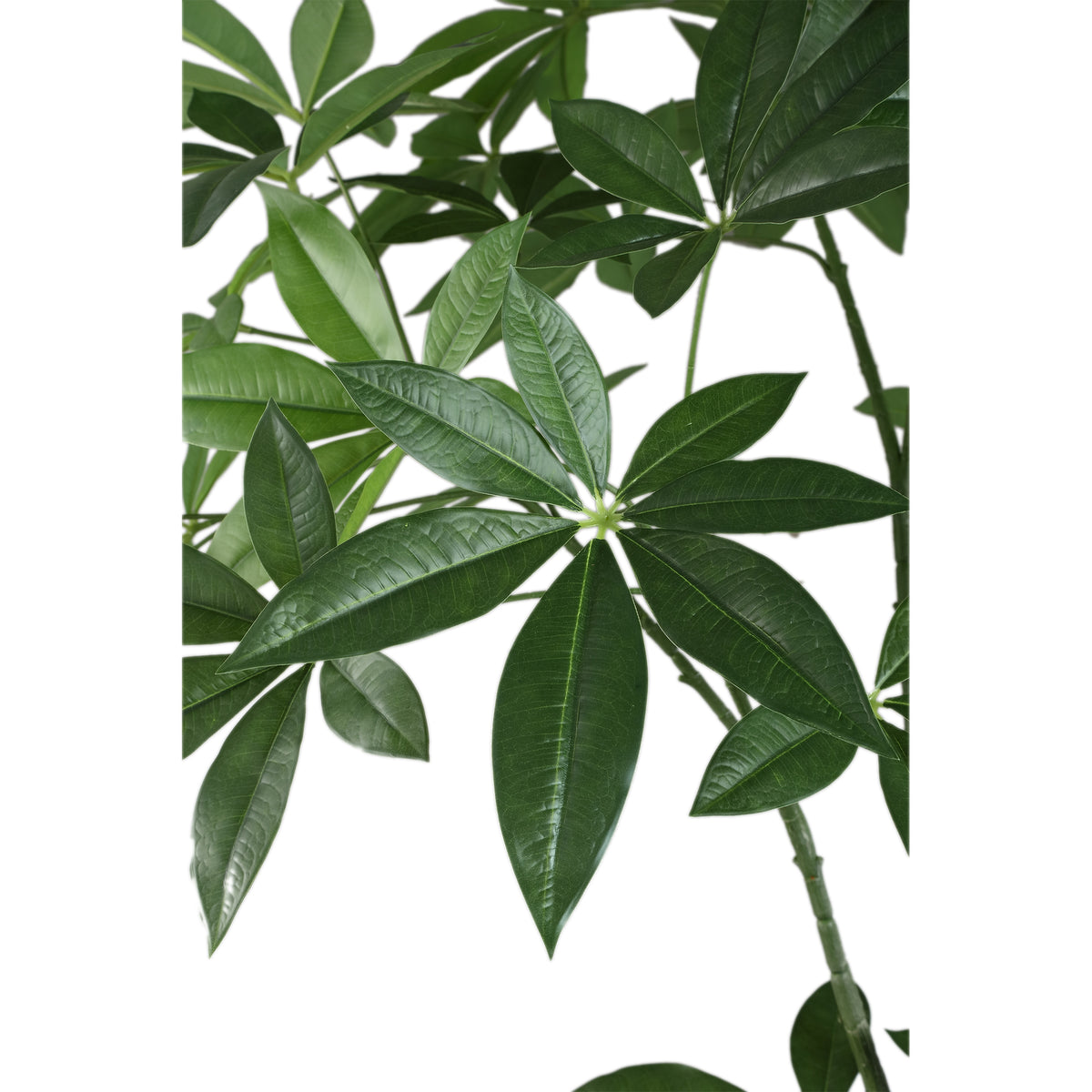 Leaves Plant Green Pachira Plant In Pot