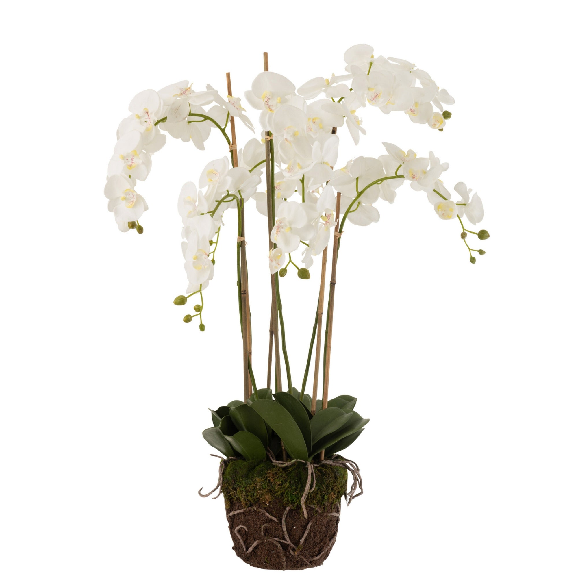 Orchidee In Aarde Plastiek Wit/Groen Extra Large L60cmb53cmh104cm