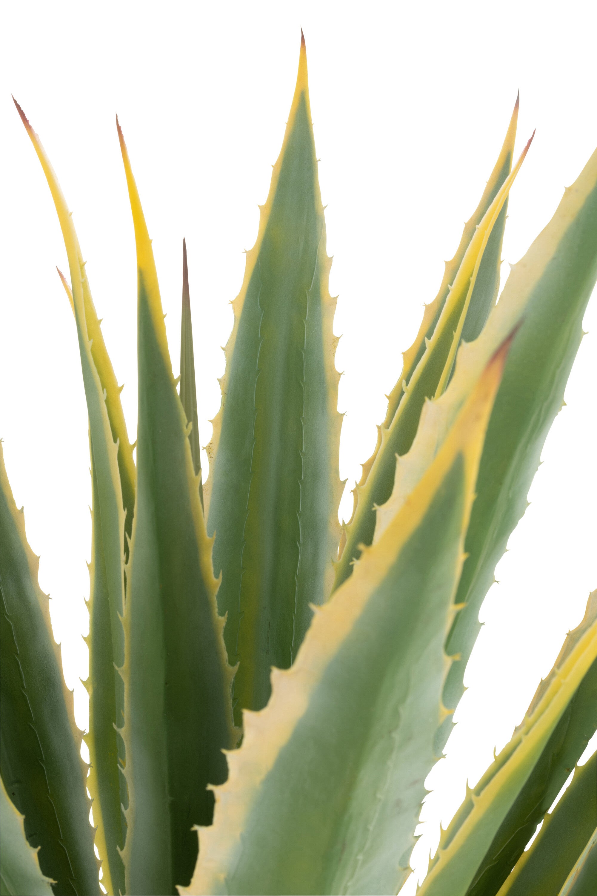 Agave Geel Rand Pot Kunstmatig Groen 100x100x135cm - Kunstplant - J-Line - livinglovely.nl