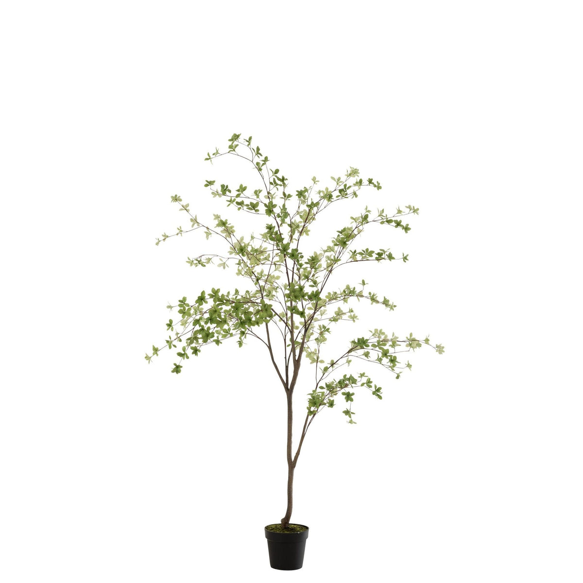 Kunstplant Fijne Bladeren Kunststof Groen Zwart van J-Line, luchtige plant van 192cm in zwarte pot