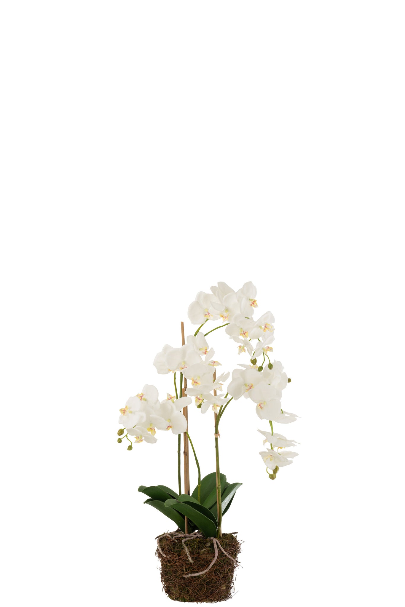 Orchidee In Aarde Plastiek Wit/Groen Large 32x32x75cm