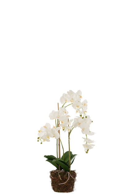 Orchidee In Aarde Plastiek Wit/Groen Large 32x32x75cm