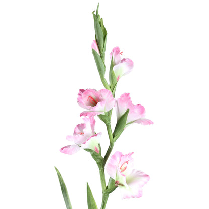 Garden Flower Light Pink Gladiolus With Leaves PTMD