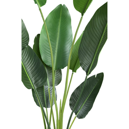 Leaves Plant Green PE Real Touch Strelitzia M 85x73x150cm PTMD