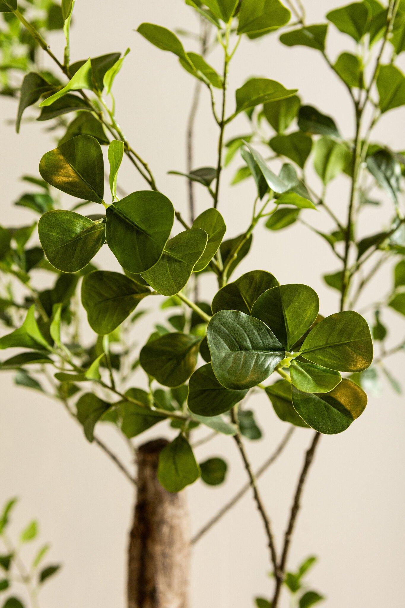 Tree Green Triangularis Tree In Pot 80x80x180cm PTMD
