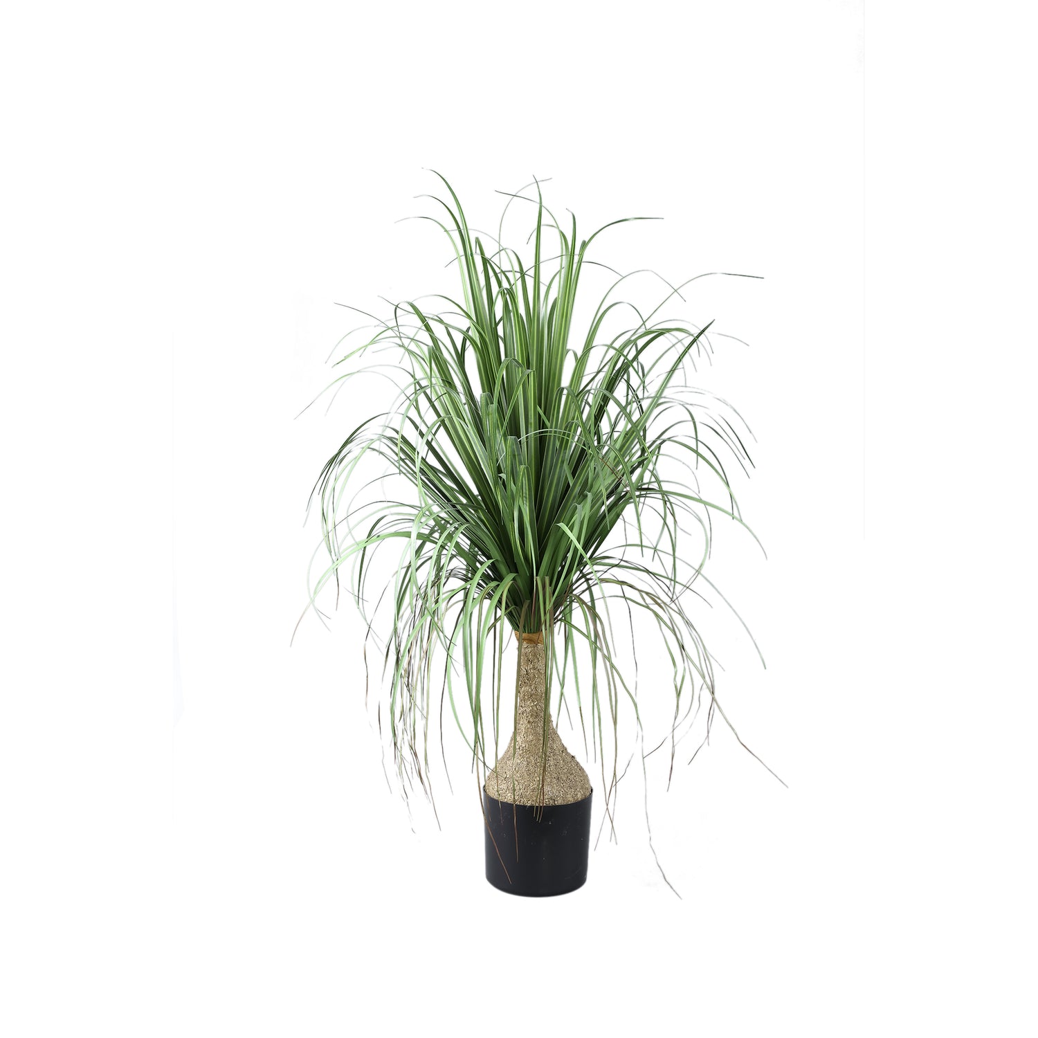 Leaves Plant Green Onion Grass On Coconut Tree A PTMD