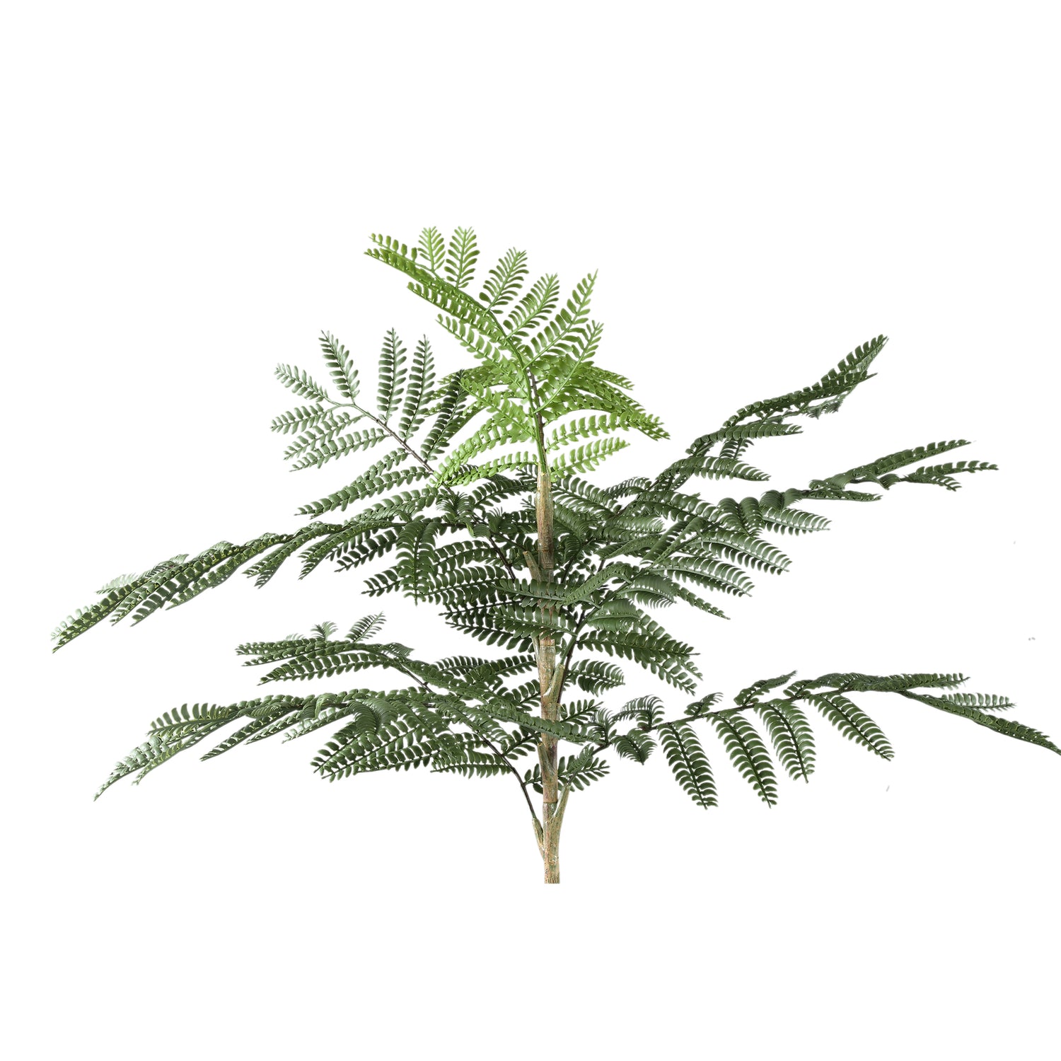Tree Green Jacaranda Tree In Pot 43x45x99cm PTMD