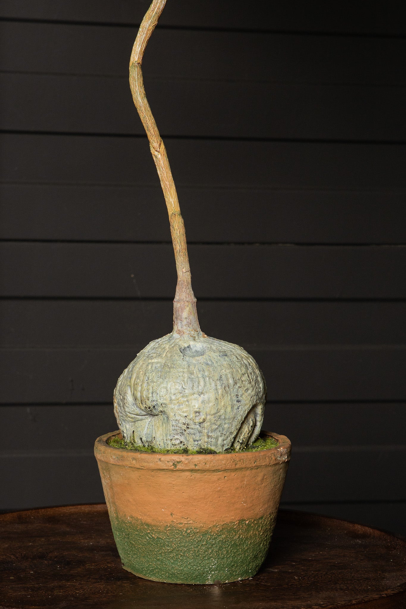 Tree Green Jacaranda Tree In Pot 43x45x99cm PTMD