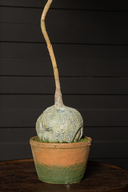 Tree Green Jacaranda Tree In Pot 43x45x99cm PTMD