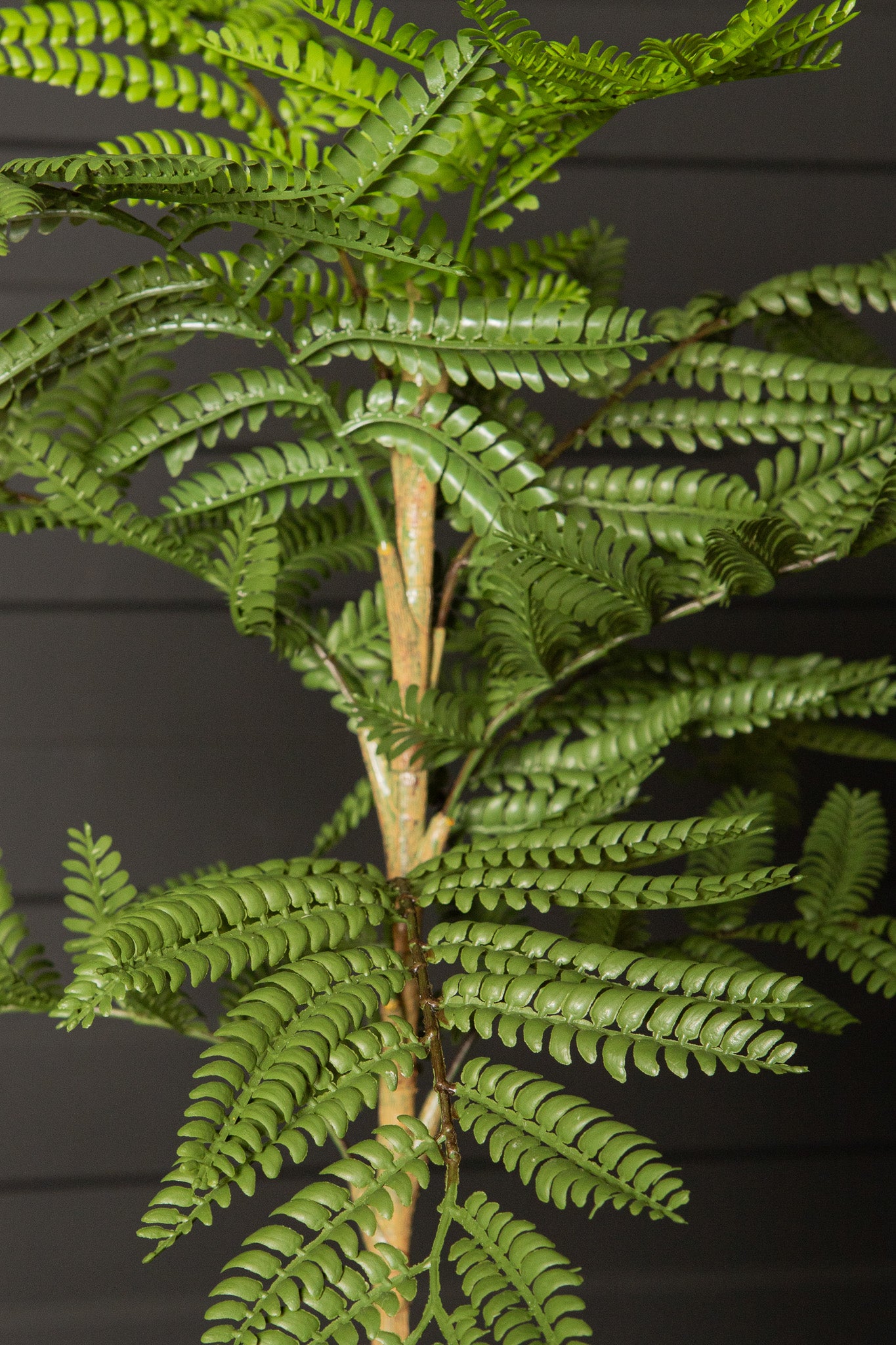 Tree Green Jacaranda Tree In Pot 43x45x99cm PTMD
