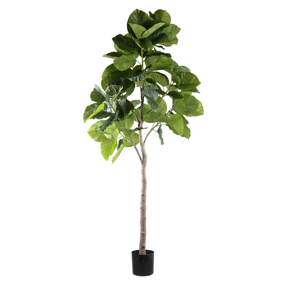 Grüner Ficus-Baum in Topf L 118x 85x183cm PTMD