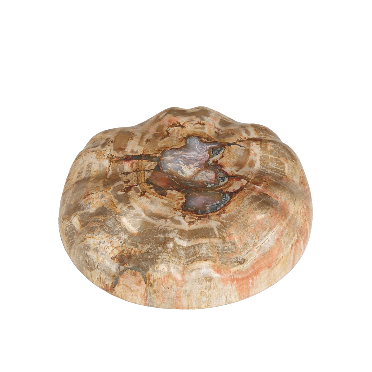 Bethe Natural Versteinertes Holz Halbkugel Display L PTMD
