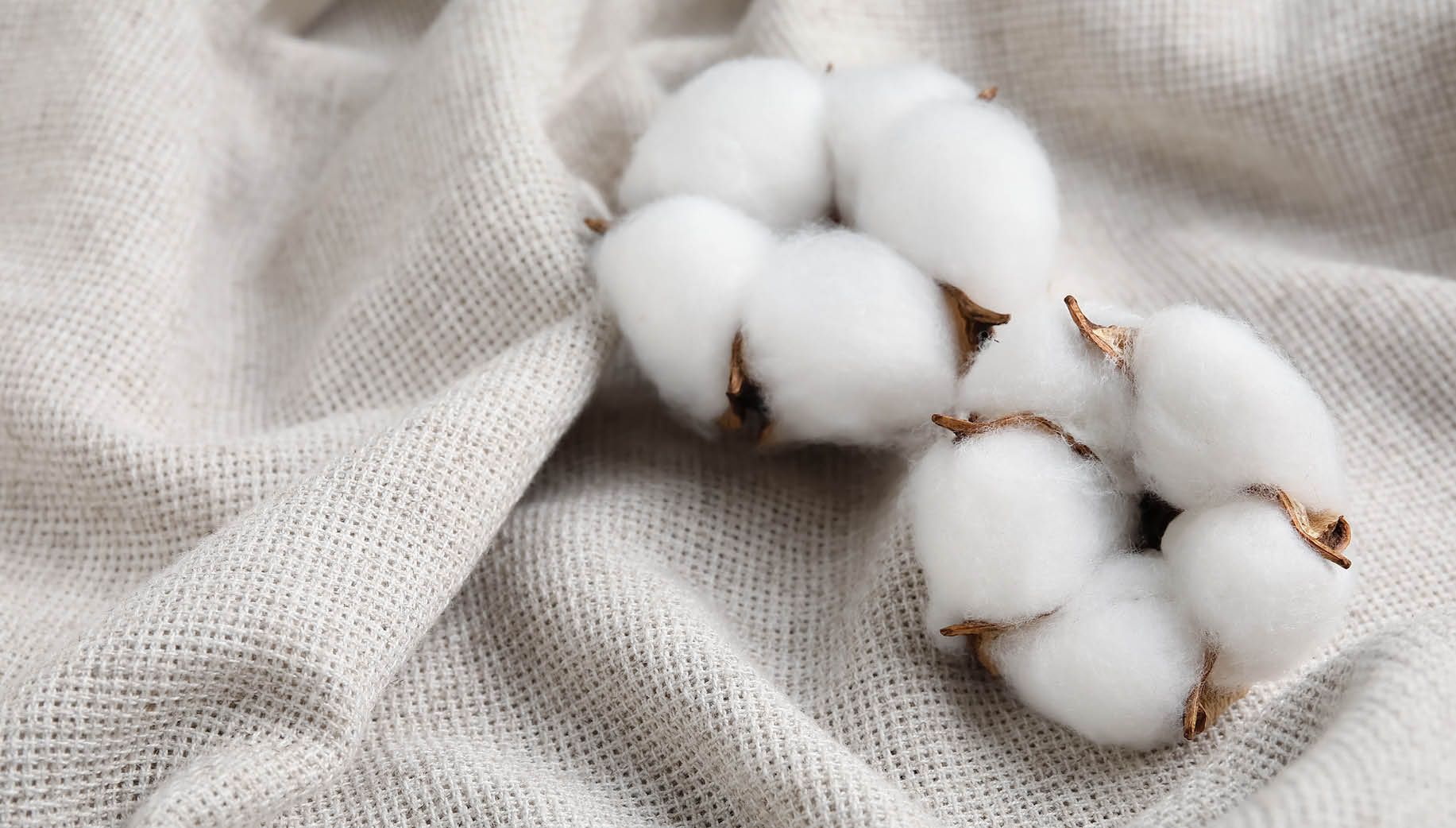 Katoenen stof met zachte, ademende structuur in neutrale tinten, geschikt voor kussens, gordijnen, bekleding en textielaccessoires