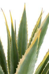 Agave Geel Rand Pot Kunstmatig Groen 100x100x135cm - Kunstplant - J-Line - livinglovely.nl