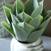 Kunstagave van PTMD in pot gestyled op een dressoir met decoratie