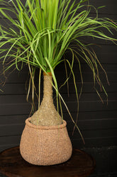 Leaves Plant Green Onion Grass On Coconut Tree B PTMD - Kunstplant - PTMD - livinglovely.nl