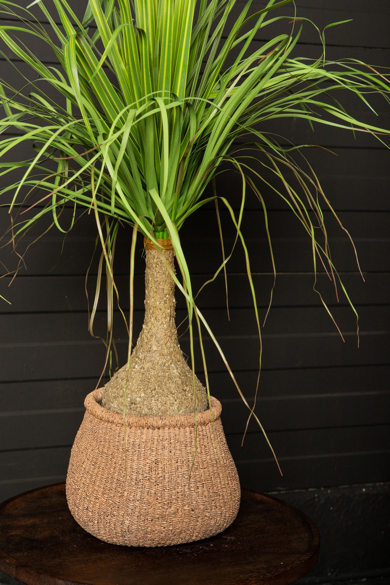 Leaves Plant Green Onion Grass On Coconut Tree B PTMD - Kunstplant - PTMD - livinglovely.nl
