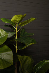 Tree Green Ficus Tree In Pot S 94x75x122cm PTMD - Kunstplant - PTMD - livinglovely.nl