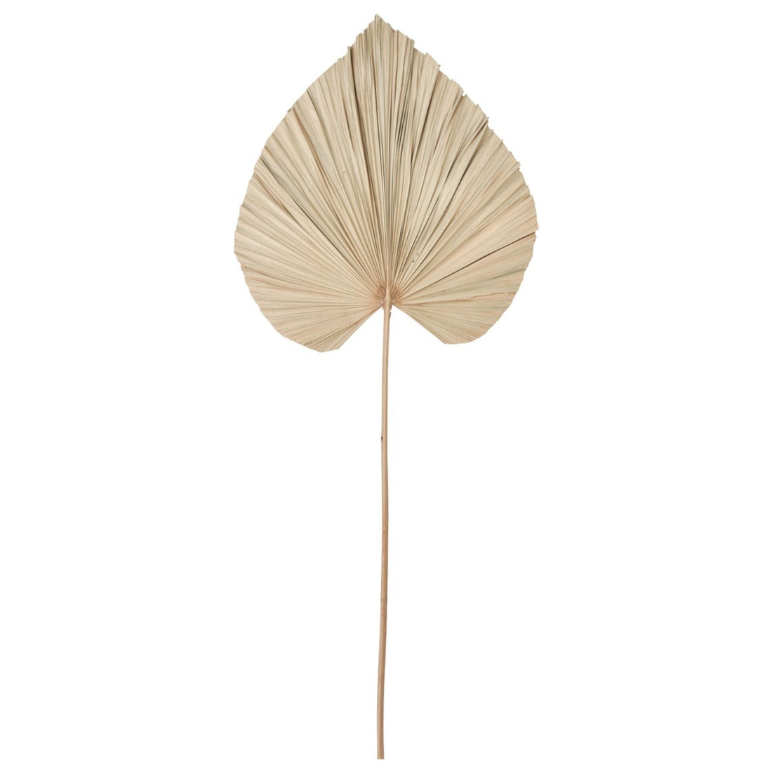 Wandblad Palm naturel Large 145cm gedroogd palmblad MUST Living